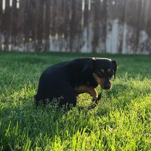 Meet your Posher, Abby